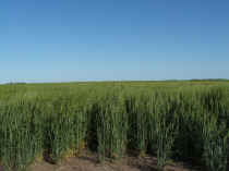Trigo Inter la Yerba Cronox(2).JPG (1098257 bytes)